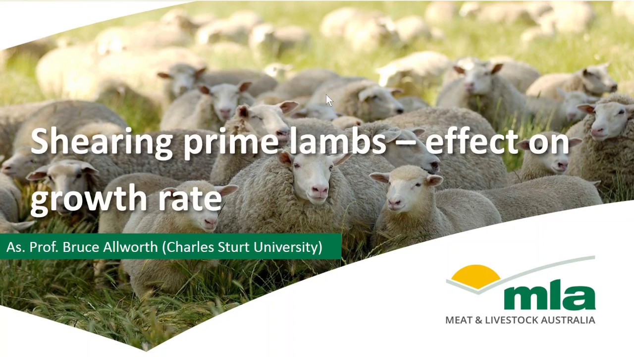 Shearing prime lambs for increasing growth rate | Sheep Productivity & Profitability webinar