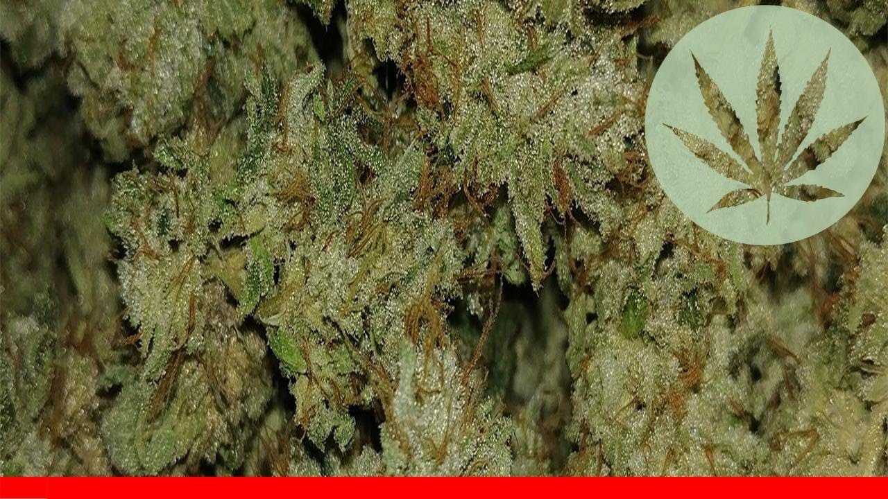 Dogwalker Og - All About This Strain