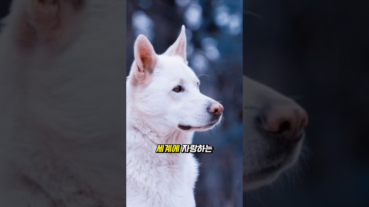 99%는 진돗개 못 키웁니다&hellip; 이 3가지를 모르면요