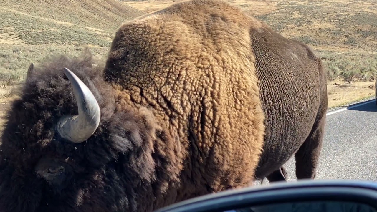 Yellowstone