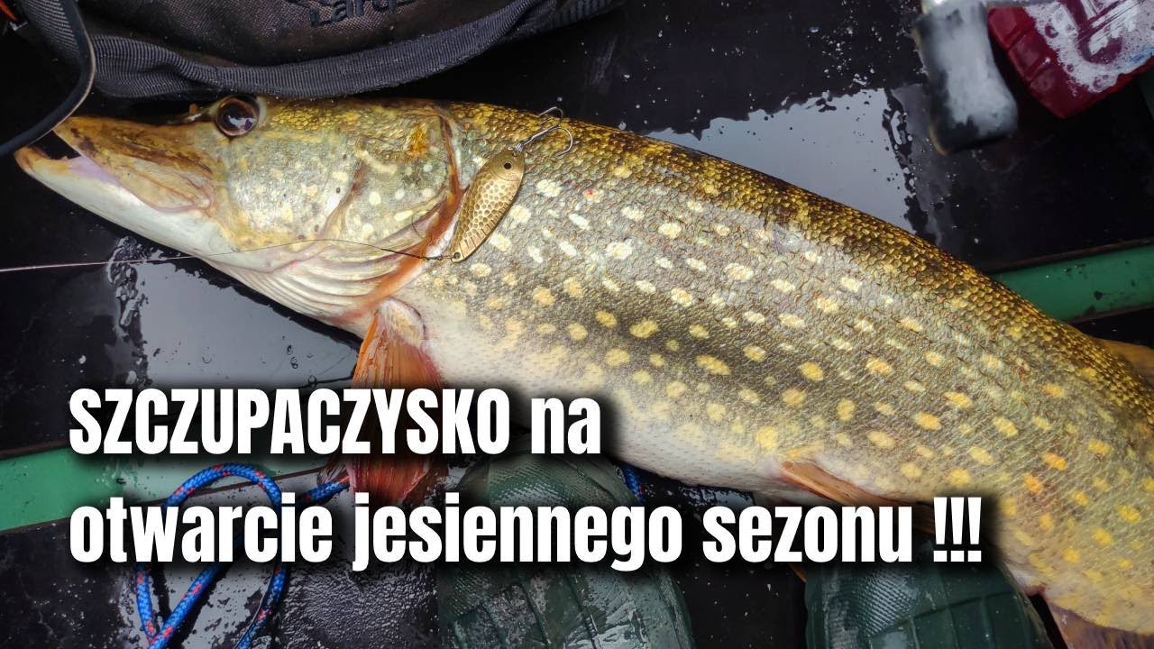 Szczupak i szczupaczysko !!! Otwarcie sezonu jesiennego pontonowego