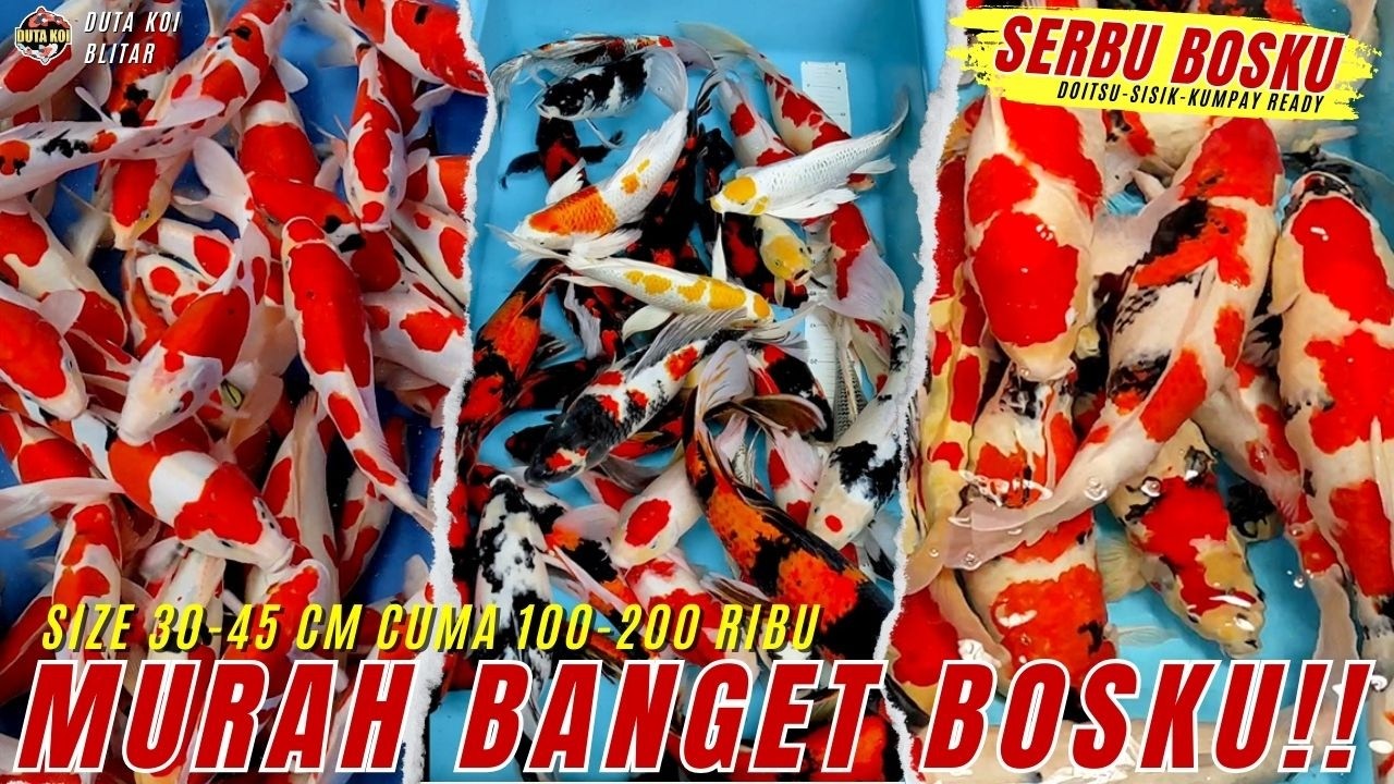 HARGANYA MURAH BANGET!! KOI SIZE 30-45 CM CUMA 100-200 RIBU BOSKU!! BURUAN SERBU!!