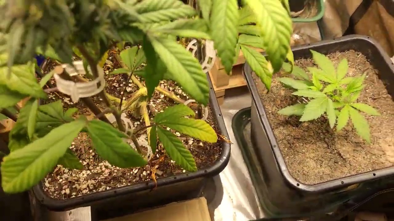 jackpot week 7 flower, pot of gold week 6 flower, exodus cheese week 5/2 flower.