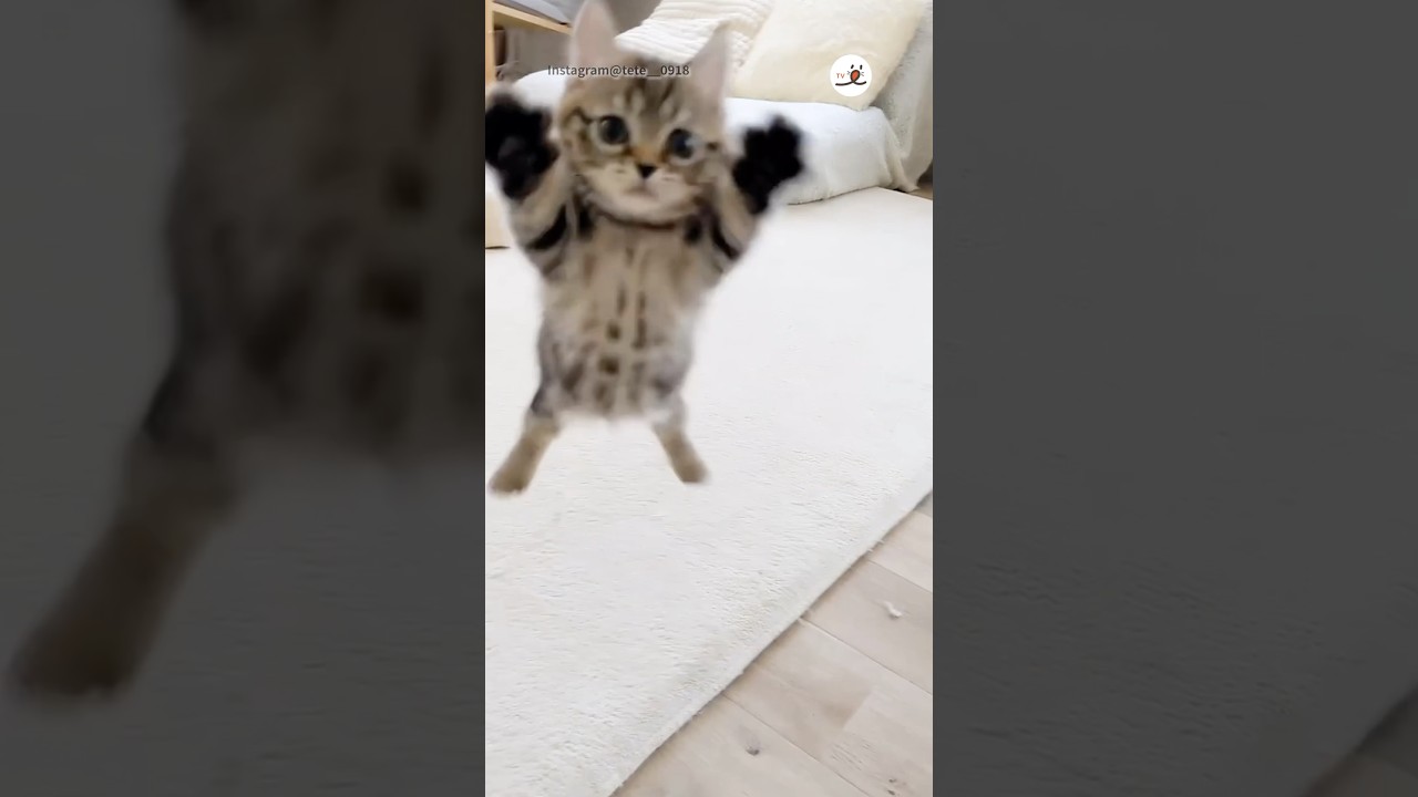可愛いのが飛んできた💓｜PECO #子猫 #ミヌエット #猫 #愛猫家 #子猫のいる生活 #kitten #minuet #cat #catlover #kittenlife
