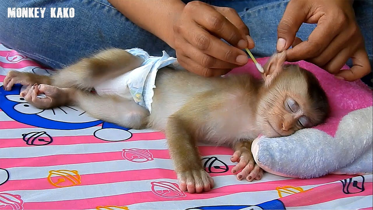 Cute Monkey, Baby Monkey Luna Sleeping Well While Mother Cleaning Ears For Her