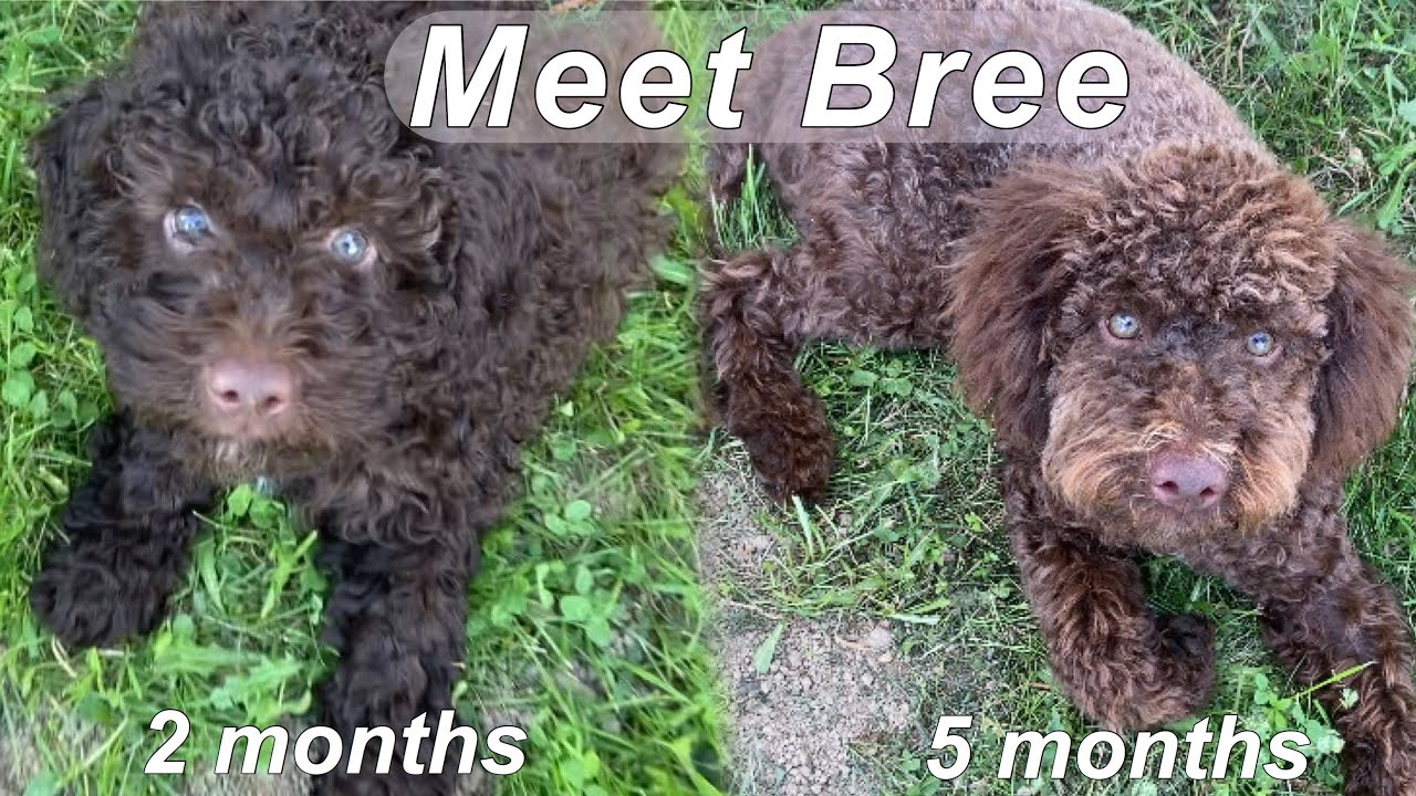 meet bree: puppy lagotto romagnolo!