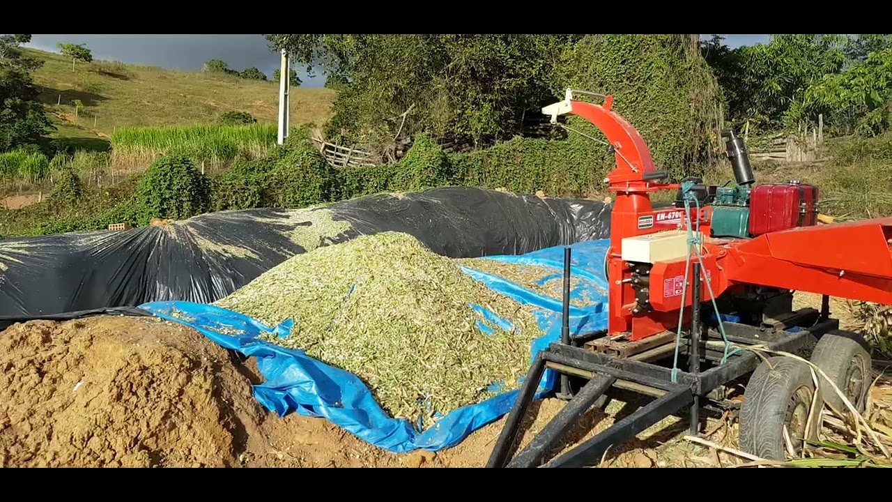 Ensilando BRS Capiaçu (02) com #ensiladeira Nogueira EN6700 + #motor agrale M790.