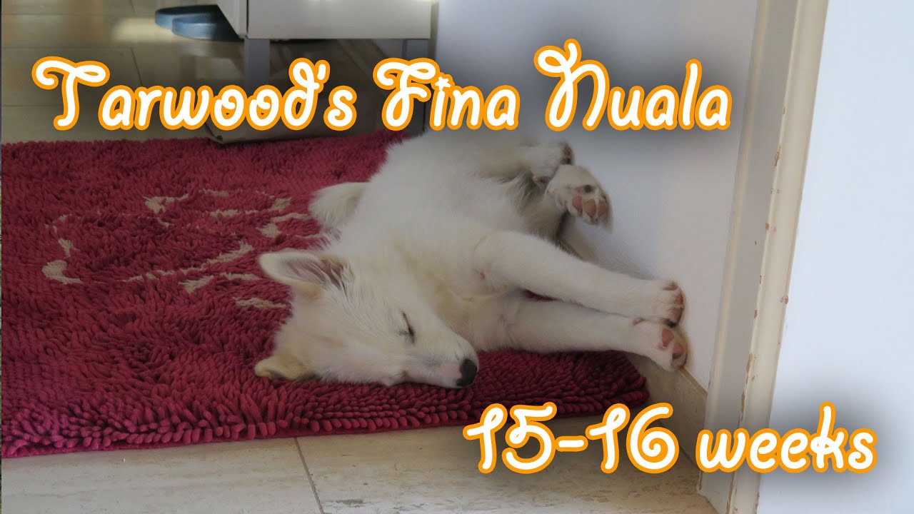 Tarawood's F&iacute;na Nuala; 15+16 weeks old (Icelandic Sheepdog Puppy) - Amira's Blog