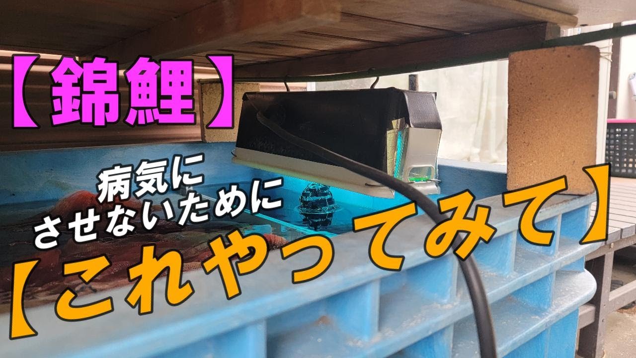 【錦鯉】これやってみて ＃錦鯉 #nishikigoi #庭池自作 #アクアリウム