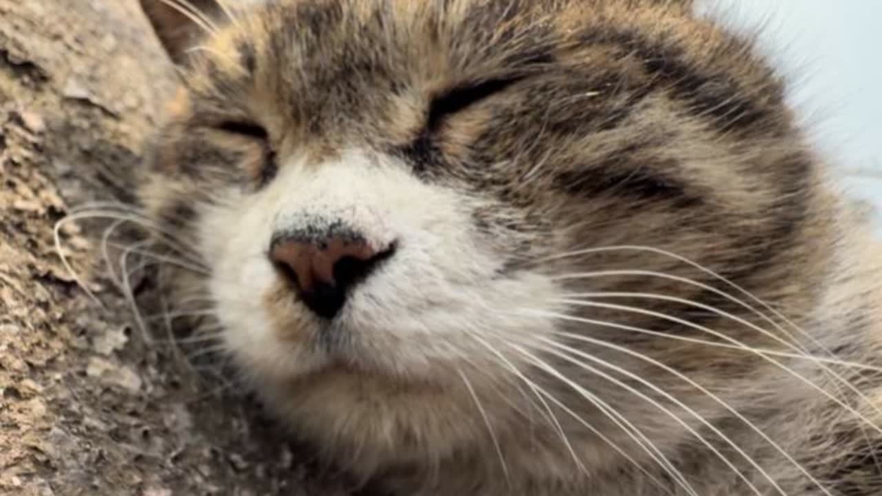一只包浆的臭猫 ##异宠 #猫