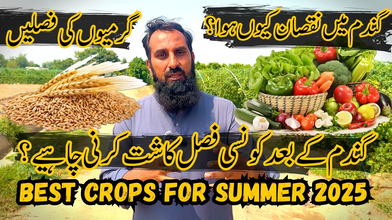 Wheat Farmers ALERT! Know Why 2025 Crop Failed and Next Profitable Crop to Grow!