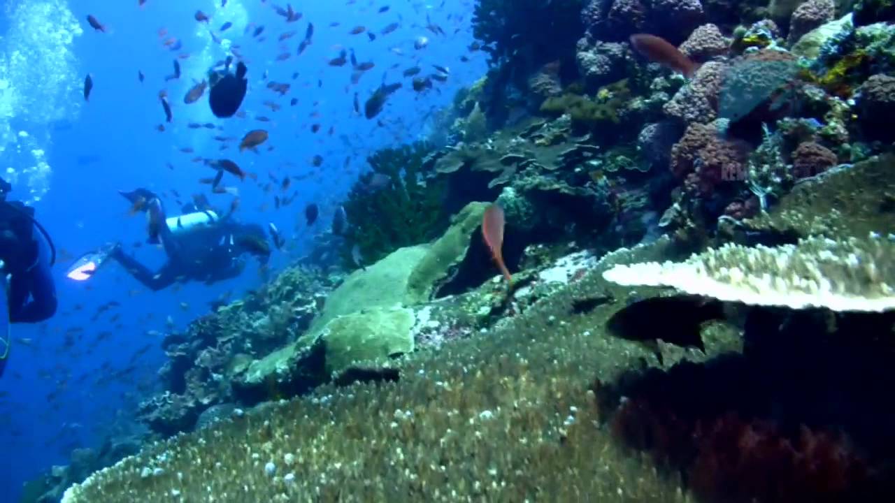 Diving Batu Bolong, Komodo National Park, Indonesia