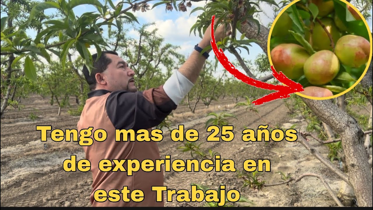 ESTA POR VENIRSE EL TRABAJO DEL DESAHIJE DEL NECTARIN AQUI LES MUESTRO EL AVANCE  DE ESTA FRUTA 