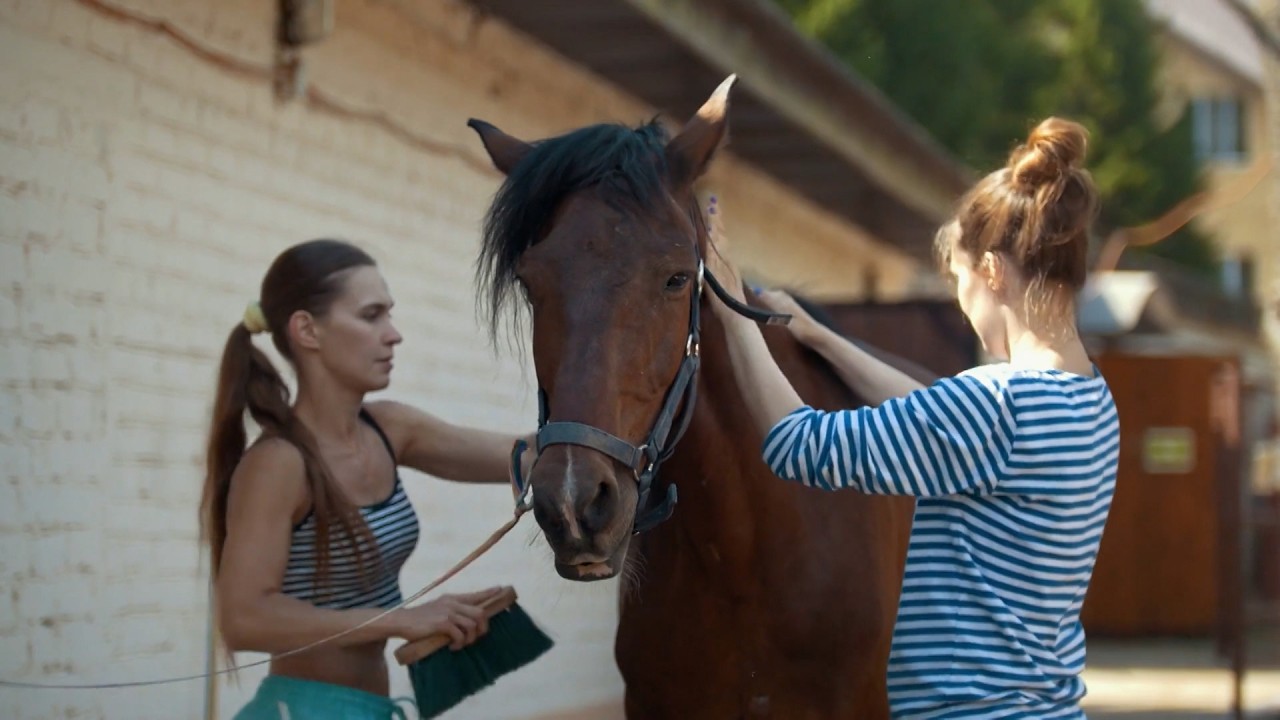 Wild Horses: Adoption 🐴