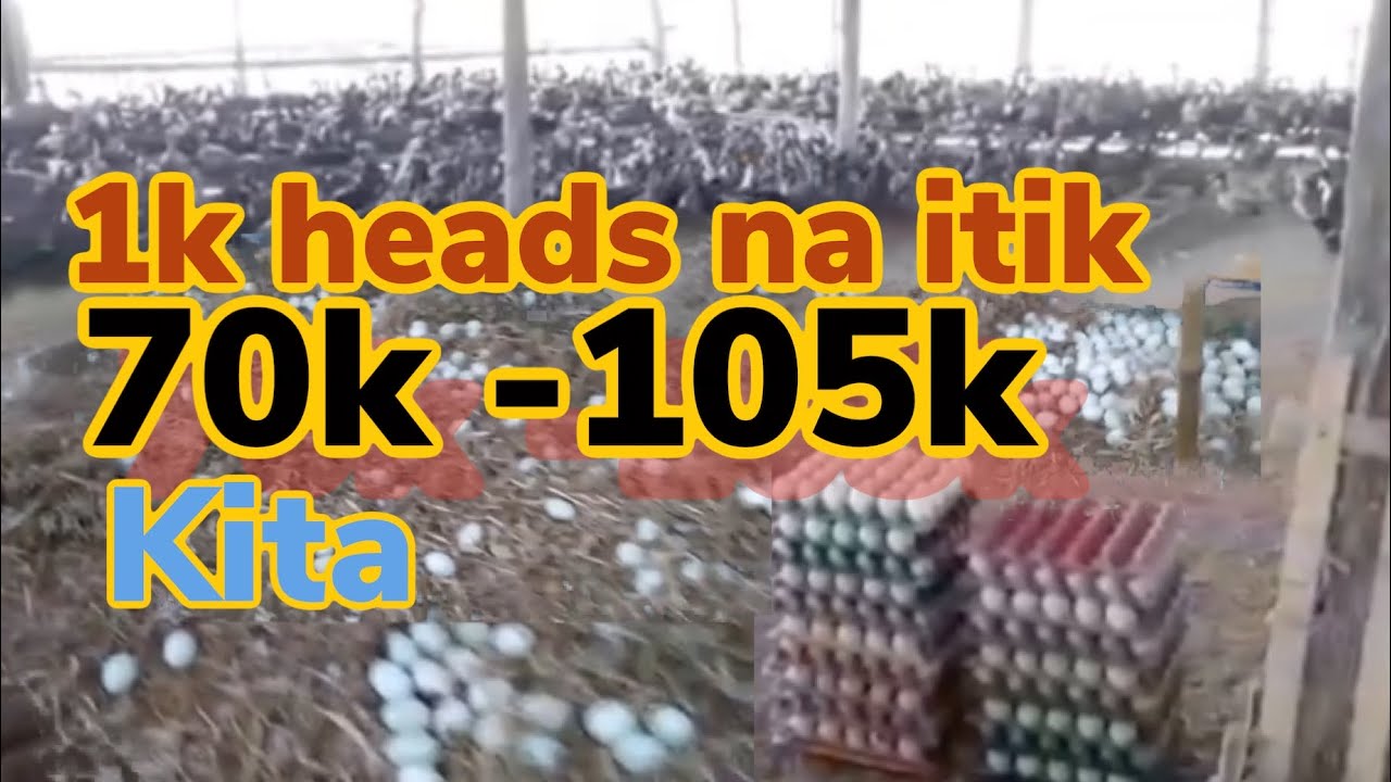 Itikan //  sipag at tiaga lang  tiak kikita ka dito.