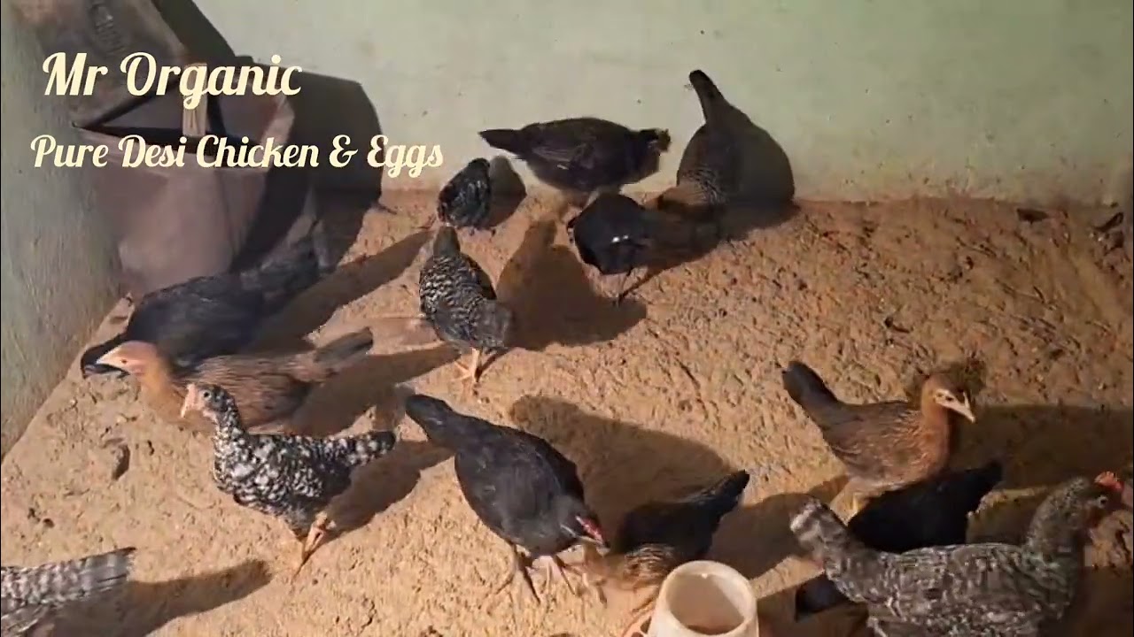 New batch #freerangechickens #gavranchicken #mrorganic 
