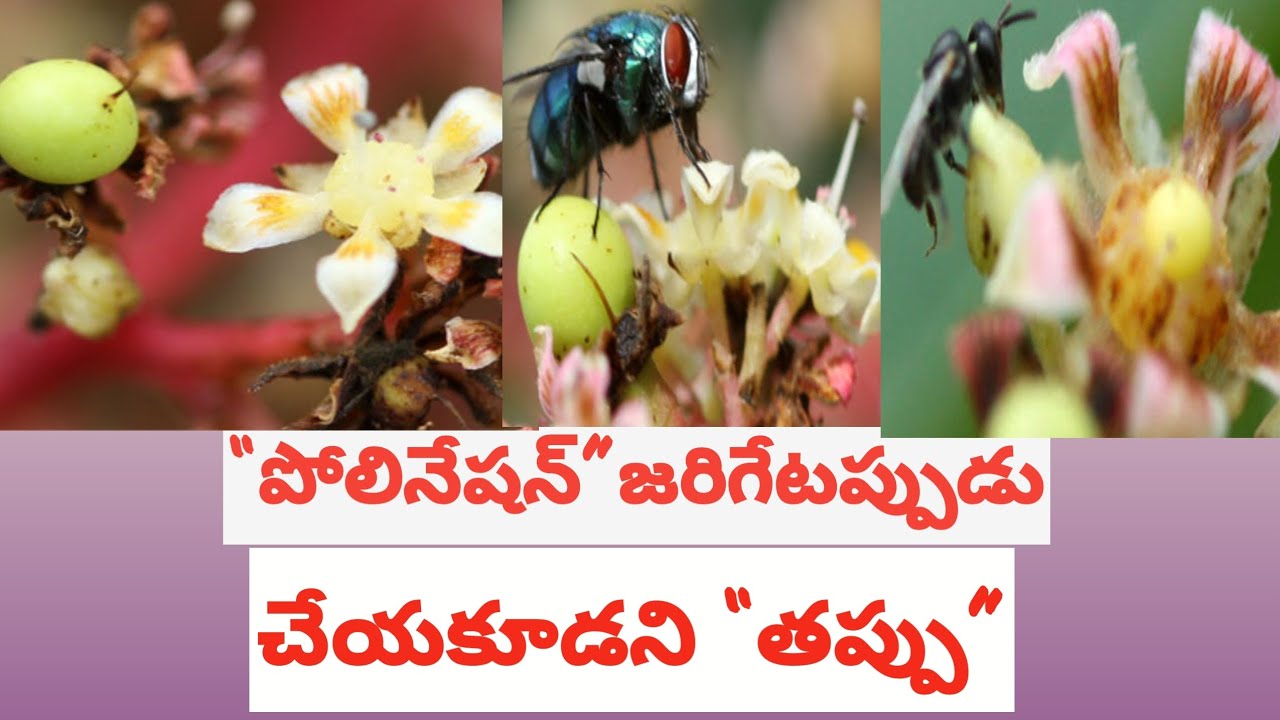 Avoid these mistakes while pollination in mango trees.పోలినేషన్ జరిగేటప్పుడు ఈ పనులు మాత్రం చేయకండి.