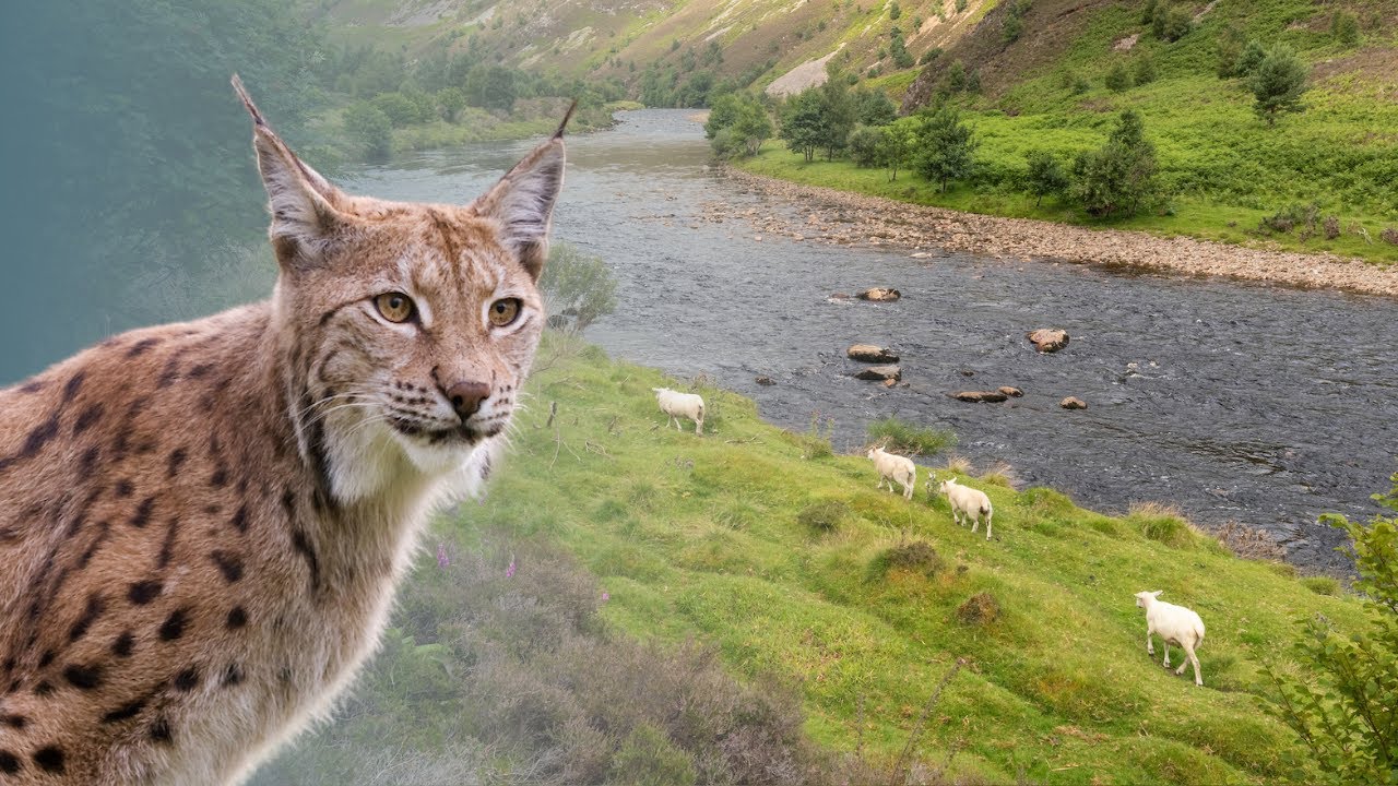 Is Scotland Ready for Lynx?