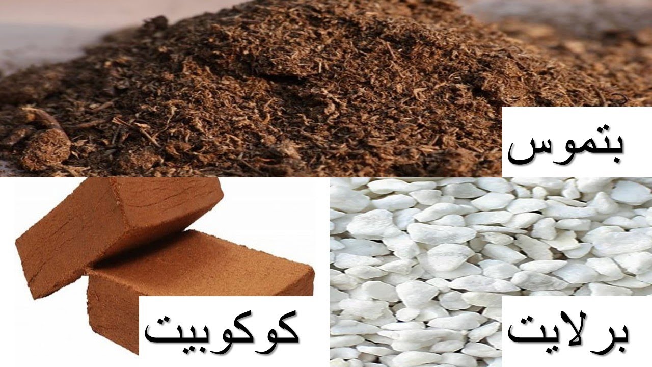 سر جمال النباتات في المشاتل ( شرح مفصل عن البتموس/الكوكوبيت/البرلايت)