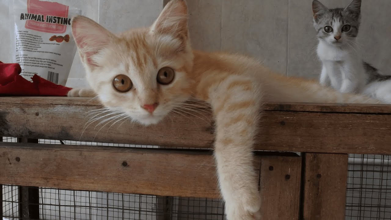 A Day in the Life of My Cute Cat 🐱 | Funny & Adorable Cat Daily Routine #DailyCat #CatVideo