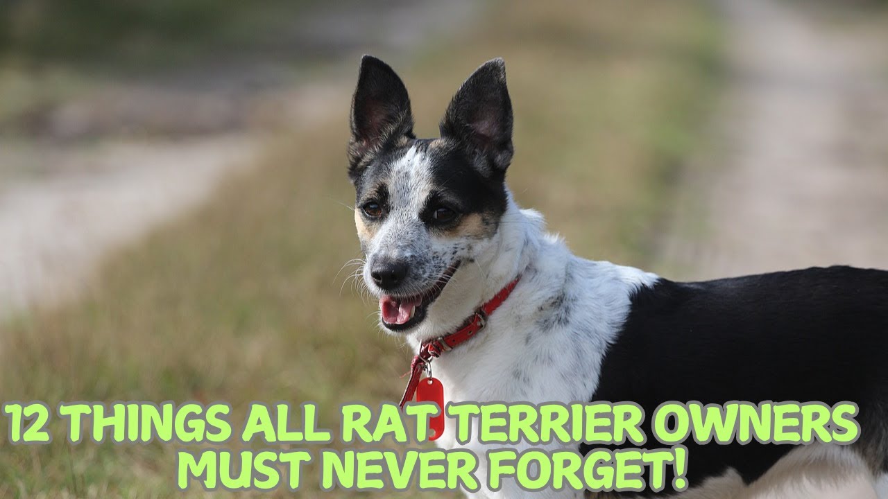 12 Things All Rat Terrier Owners Must Never Forget! 🐕✨