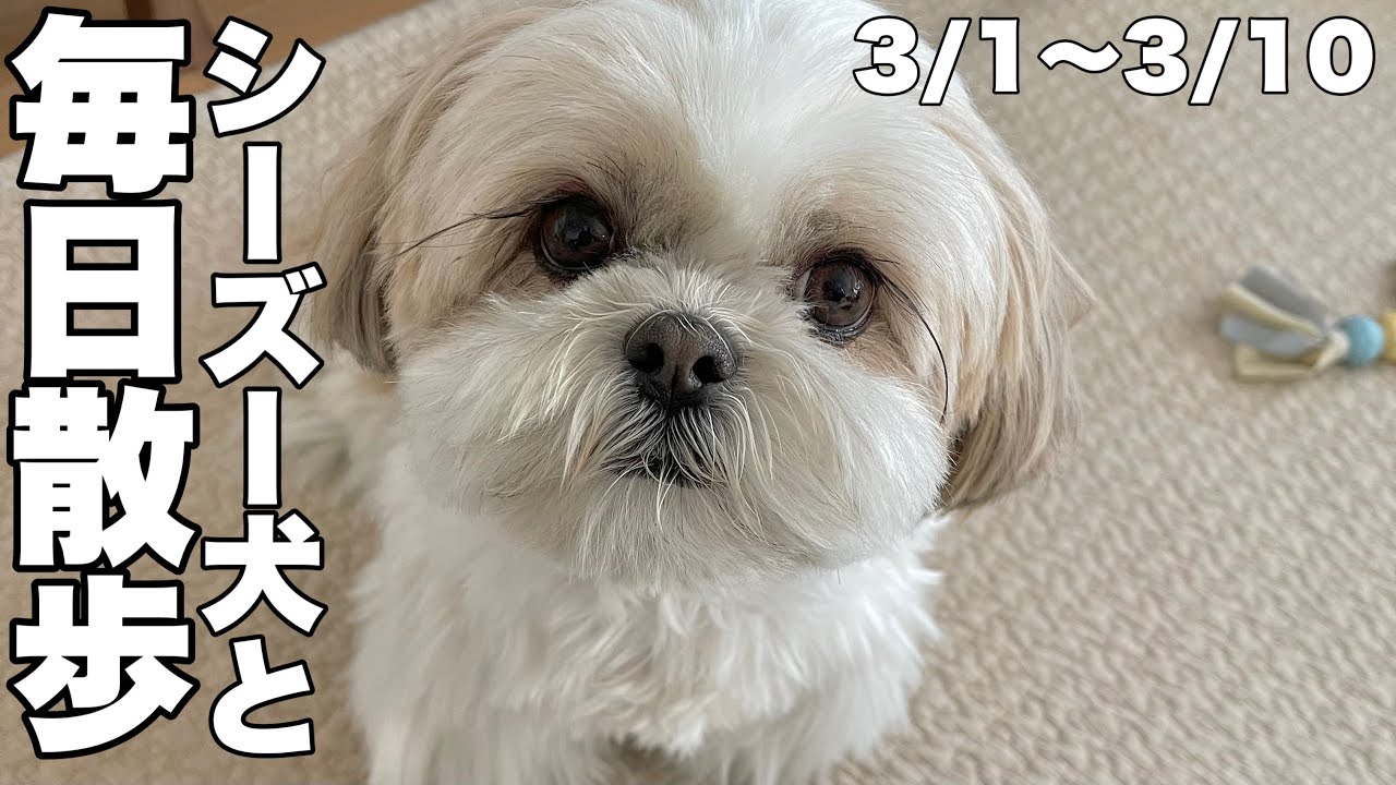 【ルーティン】もふもふ可愛いシーズー犬と家族のお散歩10日間（2023.3.1-3.10）