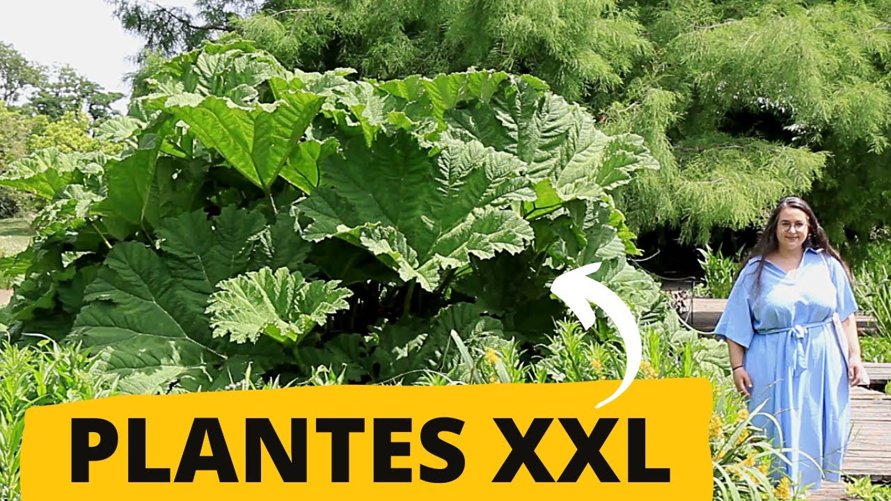 4 plantes VIVACES à IMPACT XXL pour la mi-ombre