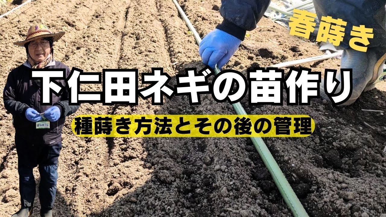 下仁田ネギの苗作り【種蒔き方法】【春蒔き】【生長】【管理】2024年3月9日　3月31日　4月21日　5月25日