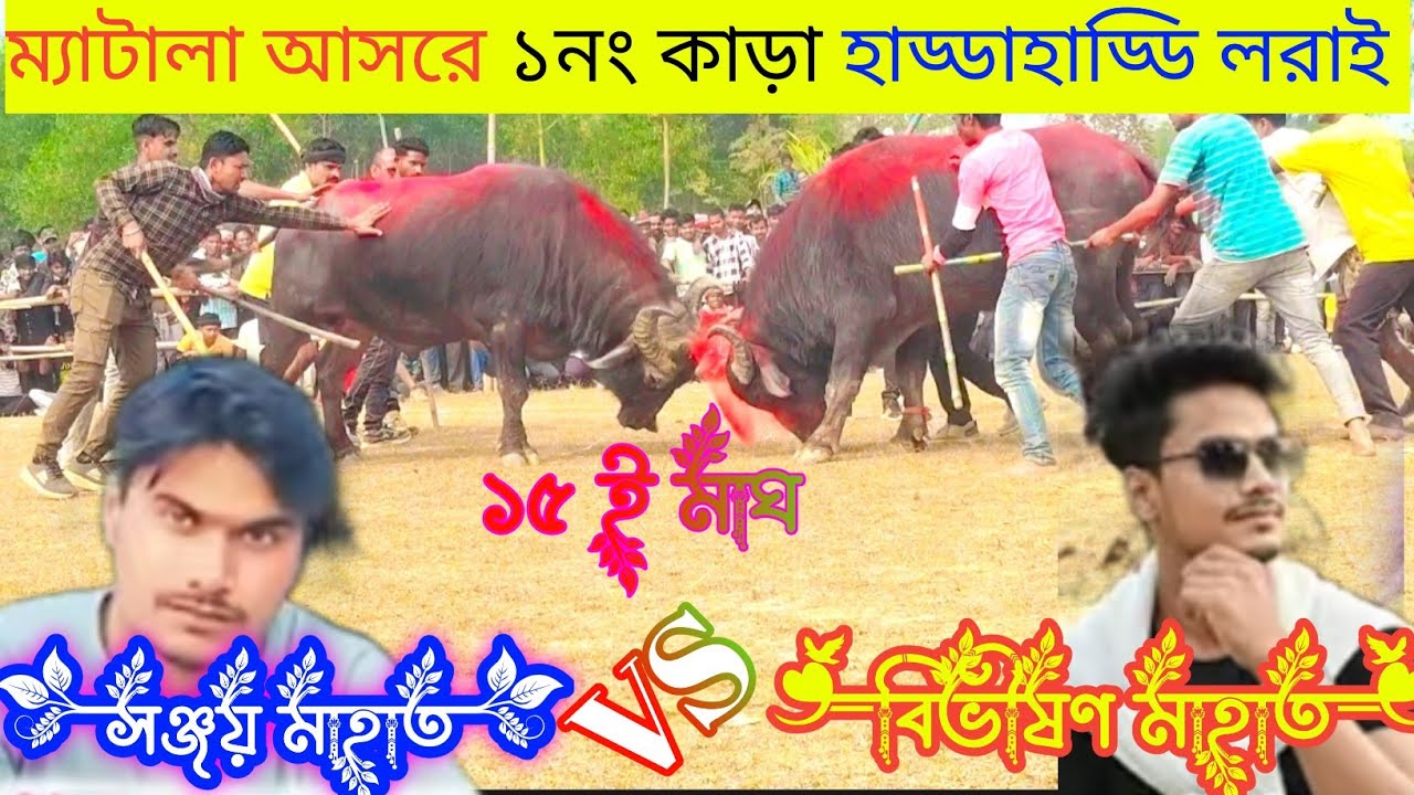 ১৫ ই মাঘ ম্যাটালা আসরে ১নং কাড়া হাড্ডাহাড্ডি লরাই সঞ্জয় মাহাত VS বিভীষণ মাহাত #karalorai #ajker 