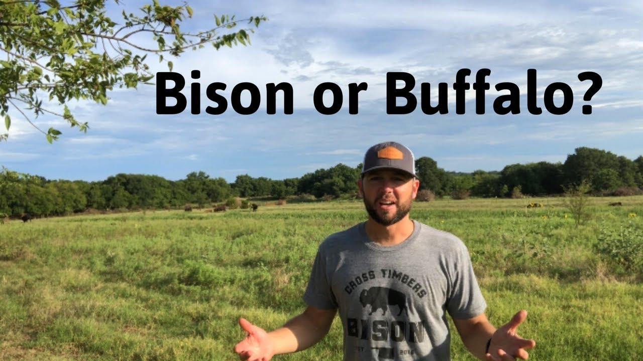 Which is it? Bison or Buffalo?