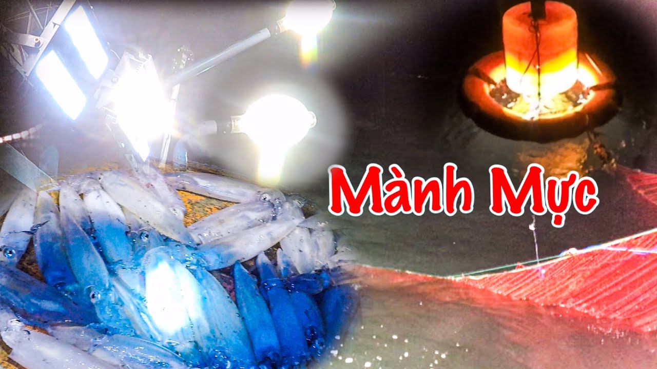Đánh Bắt Mực Bằng Đèn Siêu Sáng | May Mắn Trúng Ổ Mực Ống | Nghề Mành Mực