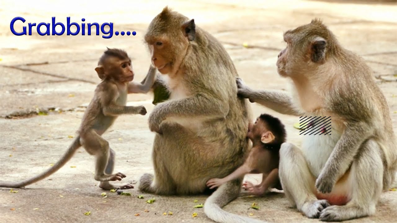 Very Very Funny...The Smallest Emma Monkey Grabbing Food With Her Best Try So Funny From Malika