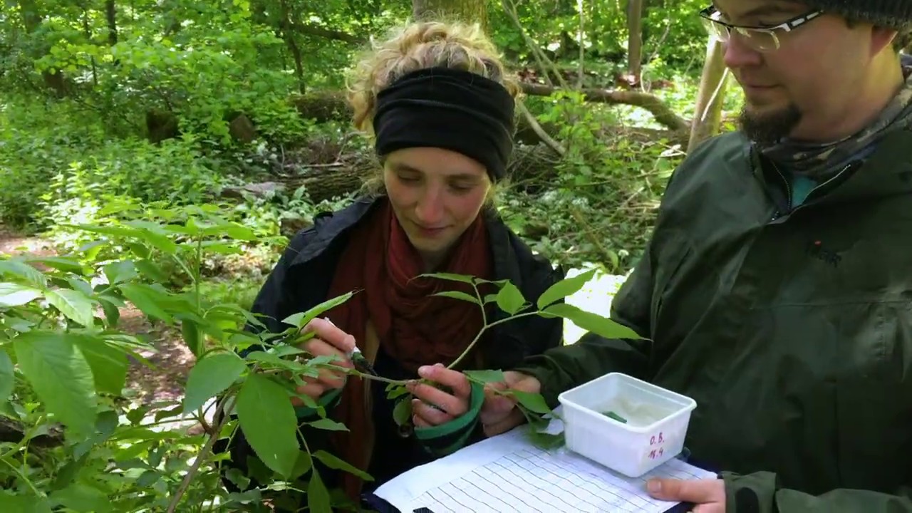 Research on plant-insect interaction in Leipzig floodplain forest