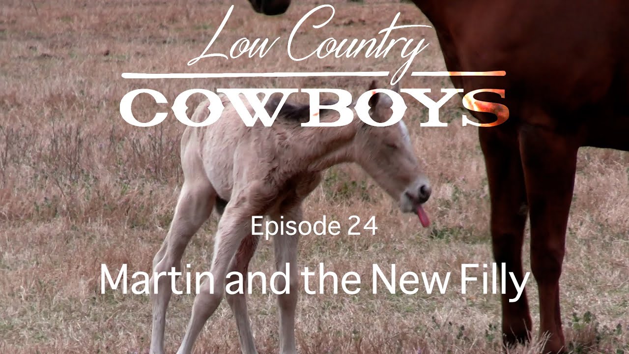 Martin and the New Filly  Low Country Cowboys  Episode 24