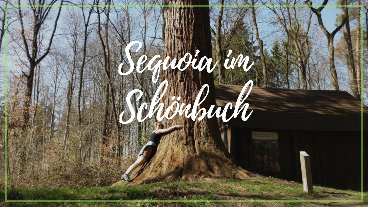 Mammutbaum im Naturpark Sch&ouml;nbuch (2018)