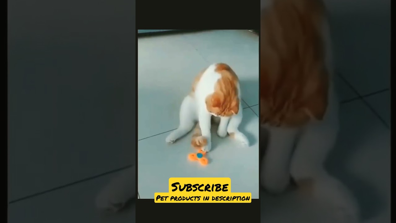 #animalslover#animallover#cuteanimals#dog#cat#pets#funny#amazingvideo