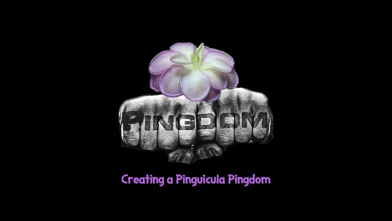 Creating a Pinguicula Kingdom