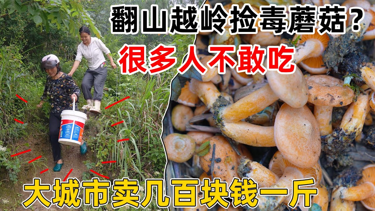 每年都有人因吃野生蘑菇中毒身亡，在贵州却当宝，大城市卖几百块钱一斤