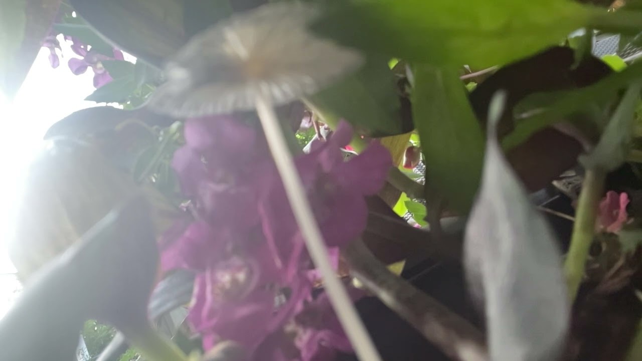 #AestheticVibes