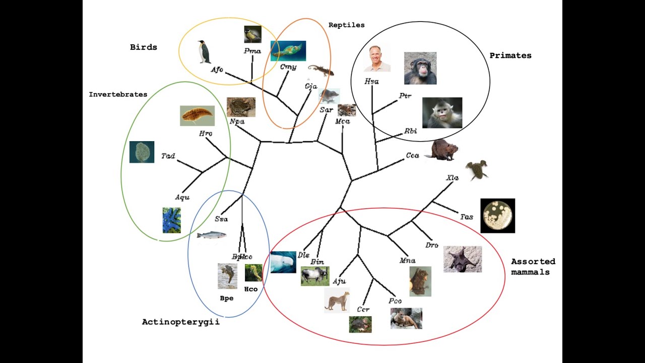 Phylogenetic Trees