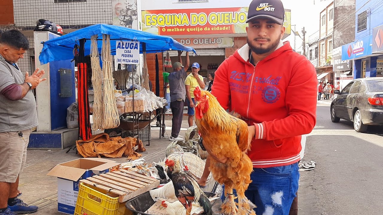 FEIRA DAS GALINHAS EM  SAO BENEDITO CEARÁ 13/12/25