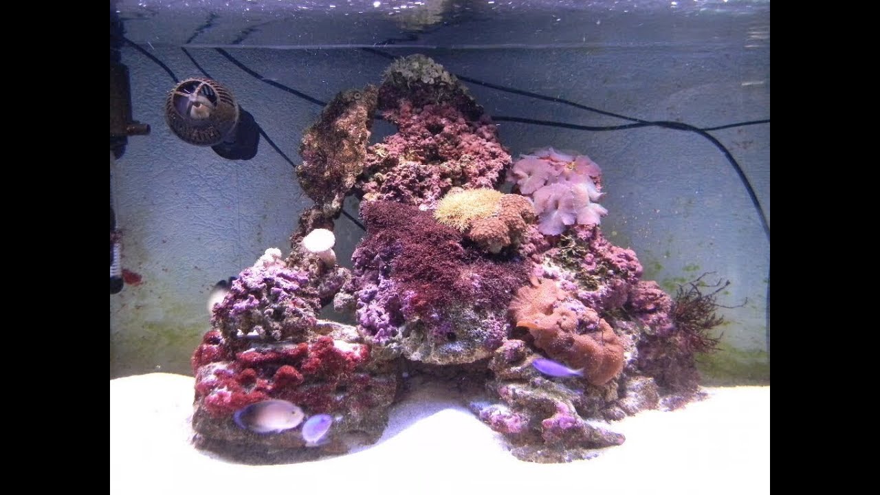 Biotop Marine 250 Морской аквариум без больших вложений ? Без проблем !