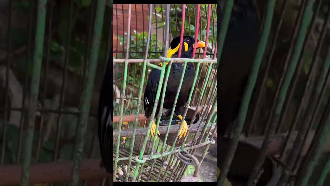 Beo bird from Indonesia
