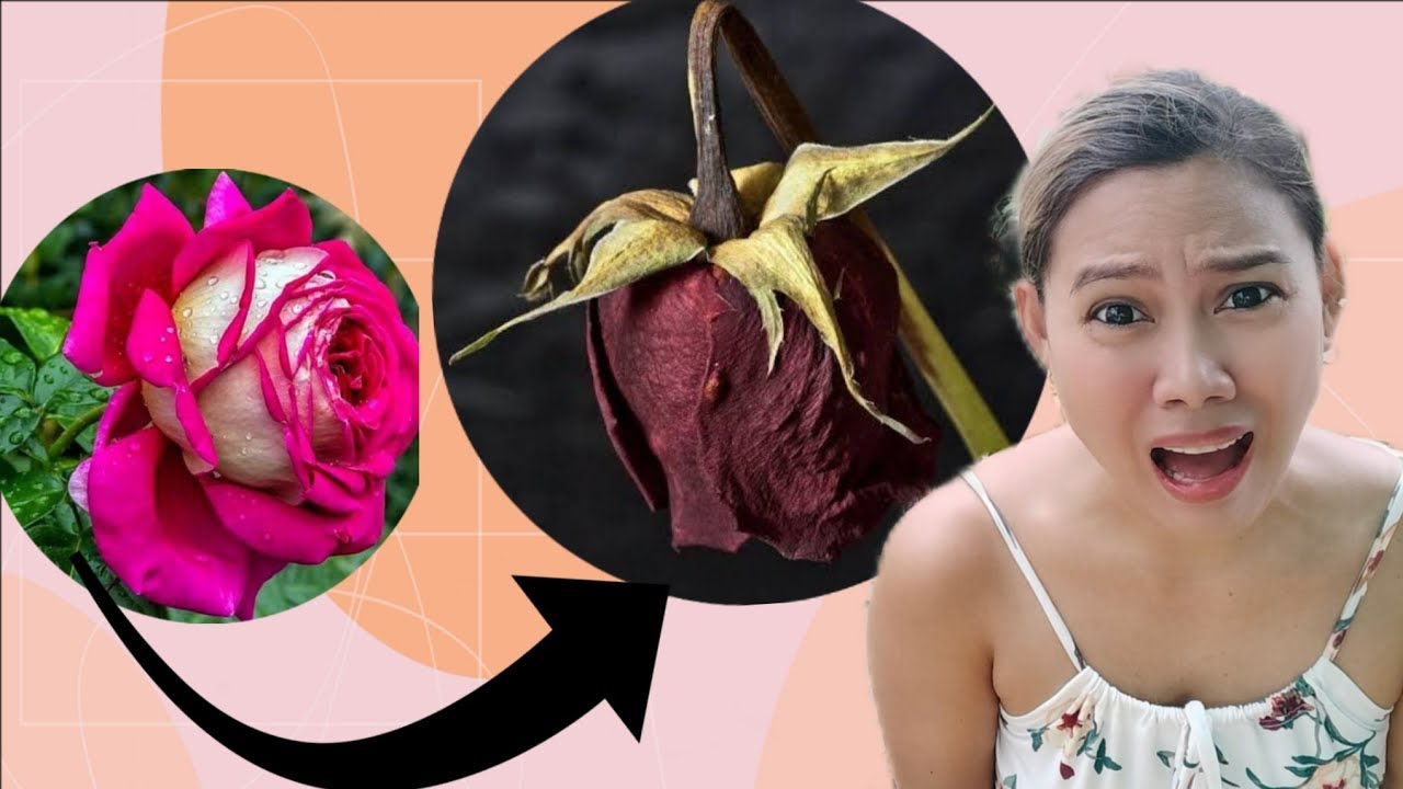 5 MAIN PROBLEMS of ROSES at SOLUSYON/ Paano alagaan ang ROSE ?