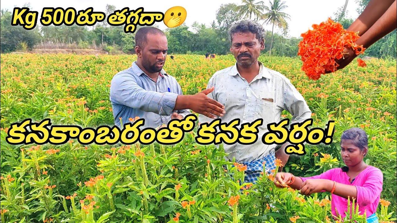 కనకాంబరం పూల తోట సాగు చేసే విధానం.. చేయవలసిన పద్ధతులు, విధానాలు వివరణ
