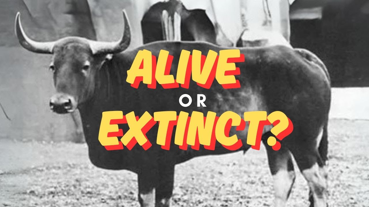 Are These 10  Animals Still Alive - or Already Extinct?