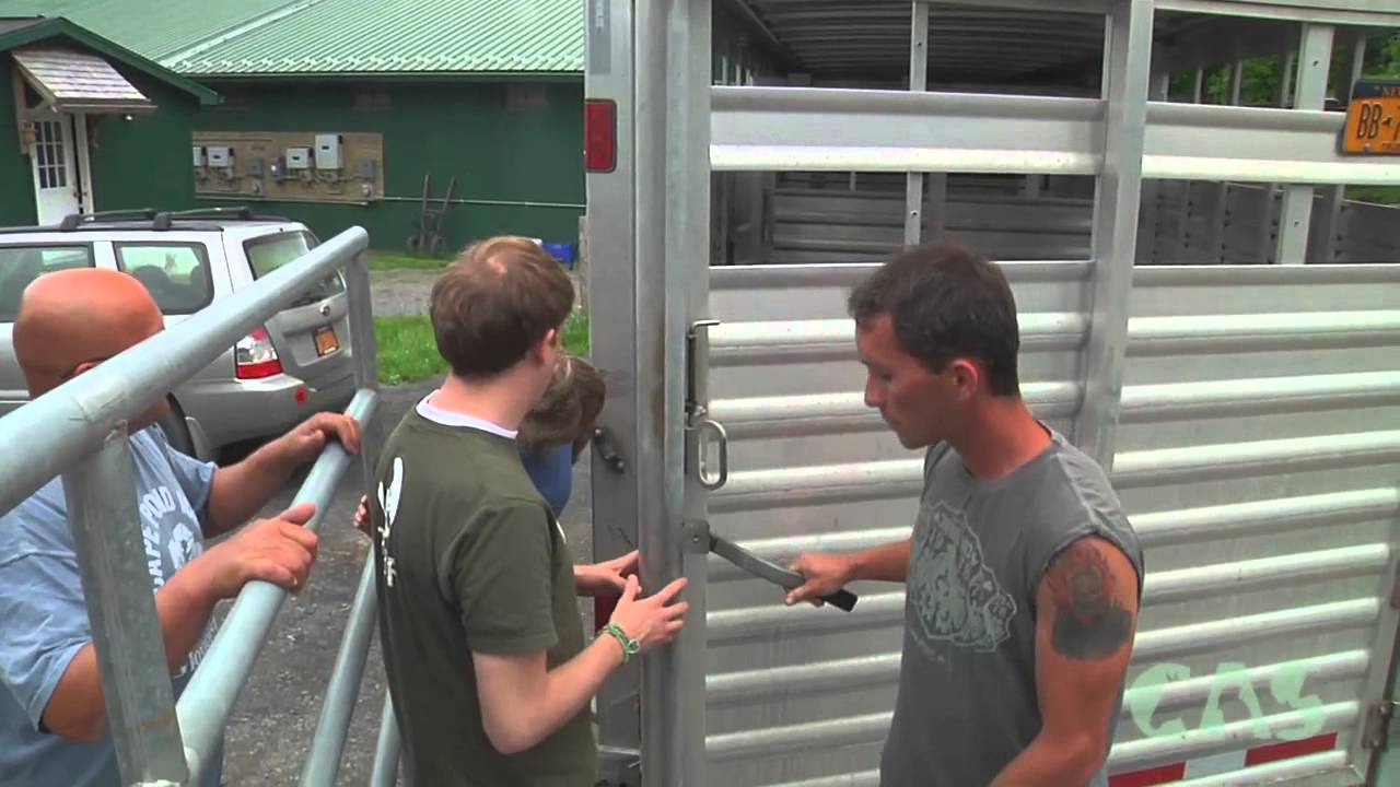CAS and Farm Sanctuary Sheep Rescue