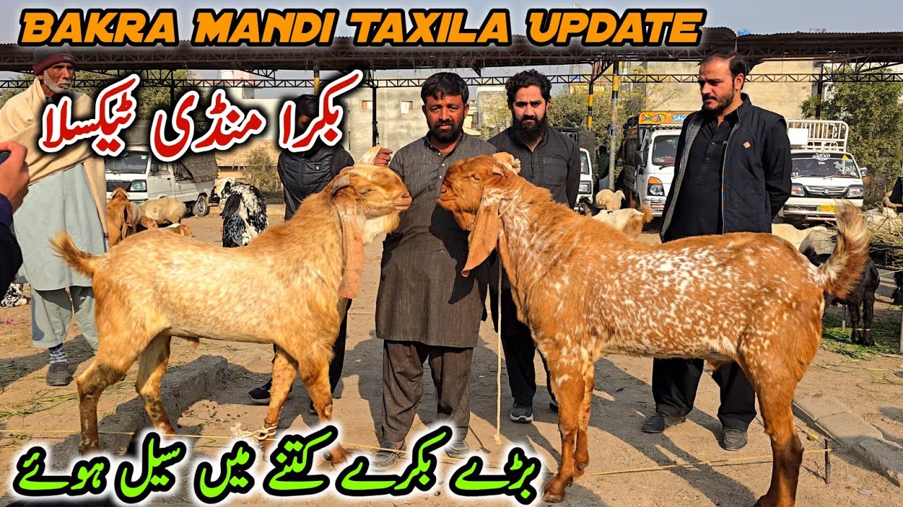Bakra Mandi Taxila Friday Latest Update 5 December 2025 | Biggest Breeder Bakry 