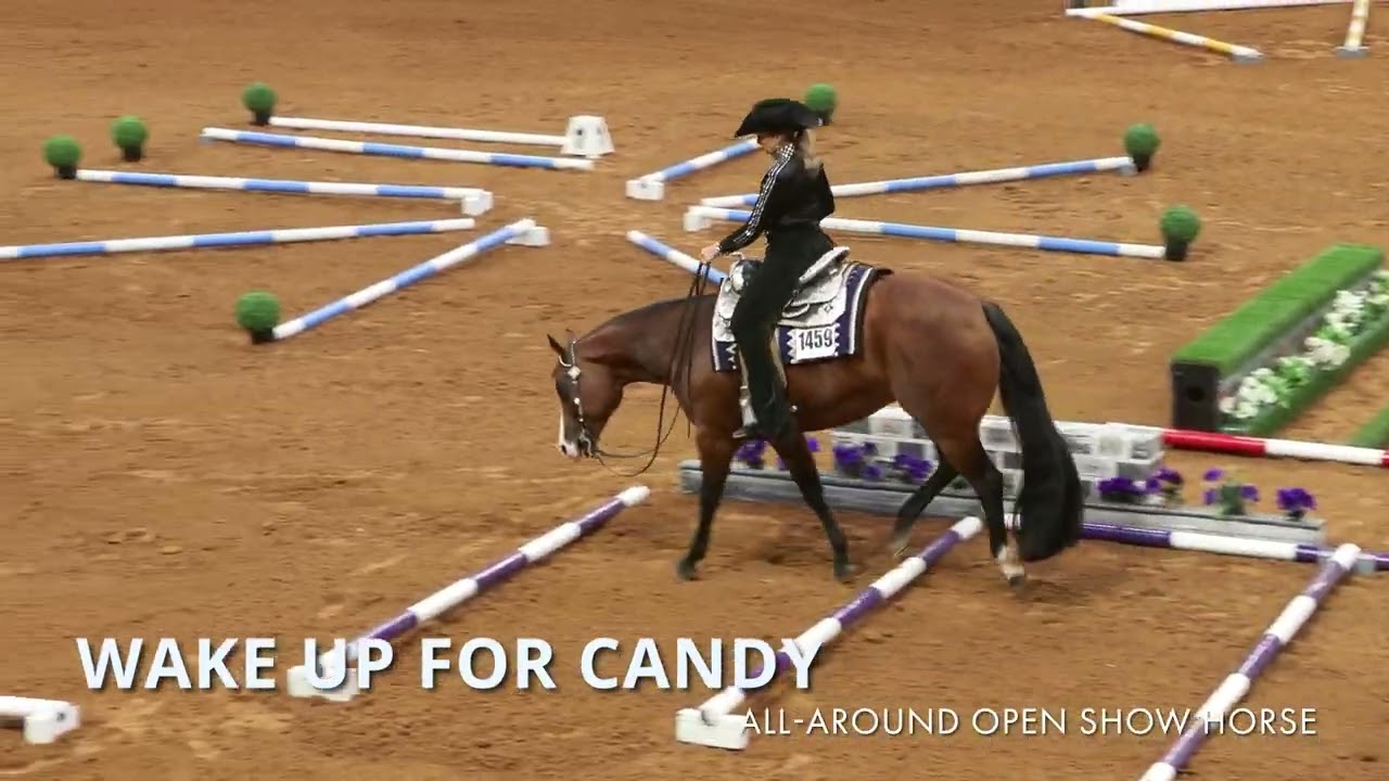 2023 APHA World Show All-Around Open Show Horse