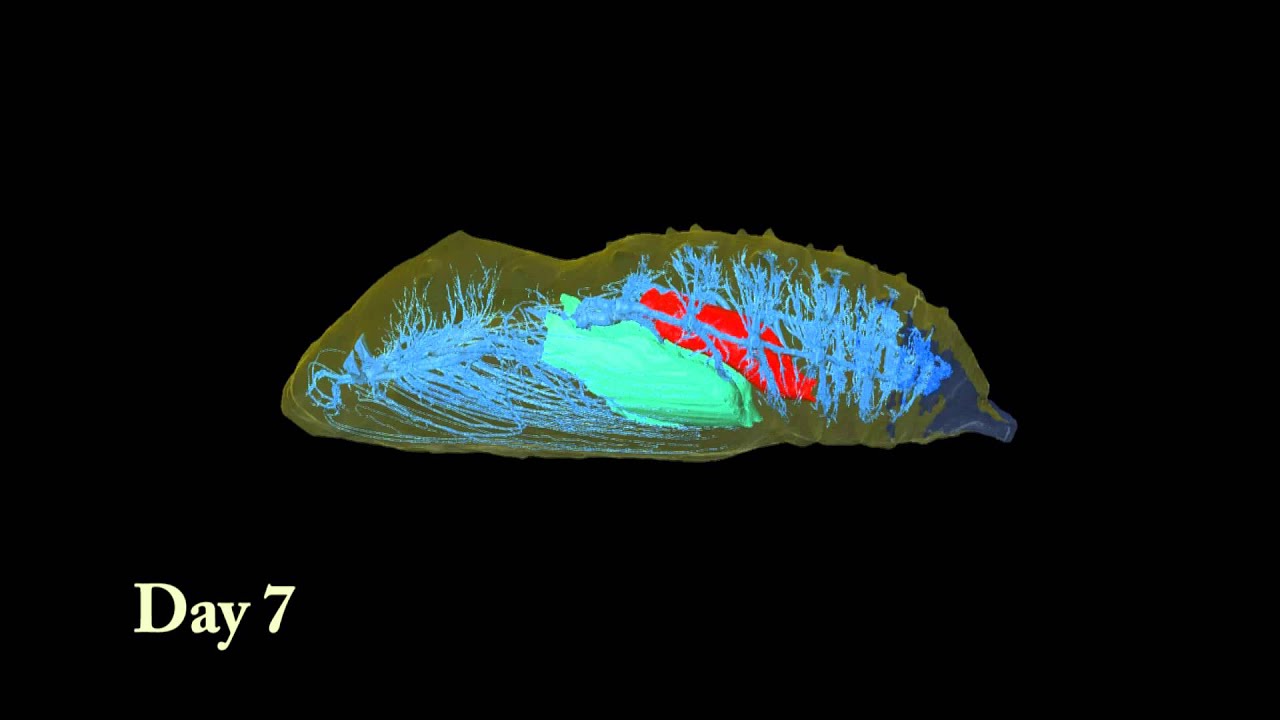 Animation of Developing Butterfly Chrysalis